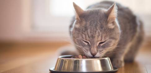 aliments pour chats