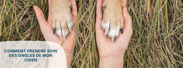 Soins des ongles du chien